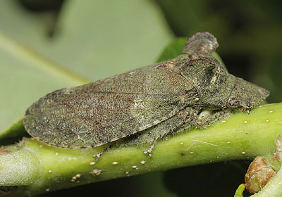 Ledra aurita
