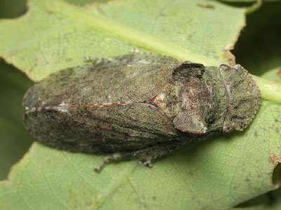 Ledra aurita