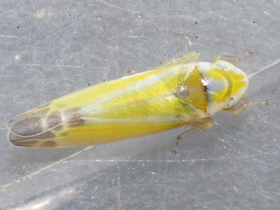 Lindbergina aurovittata