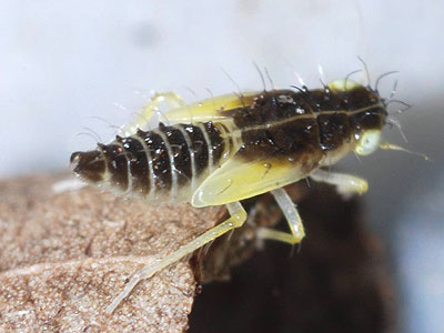 Lindbergina aurovittata