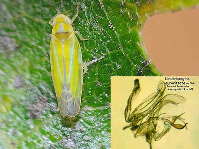 Lindbergina aurovittata