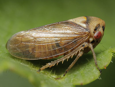 Macropsis megerlei