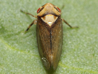 Macropsis megerlei