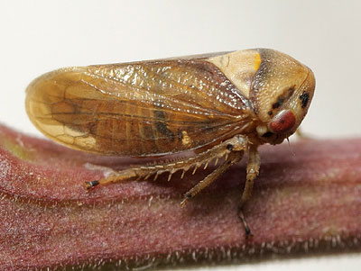 Macropsis megerlei