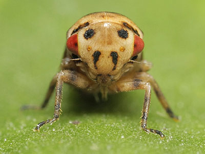 Macropsis megerlei
