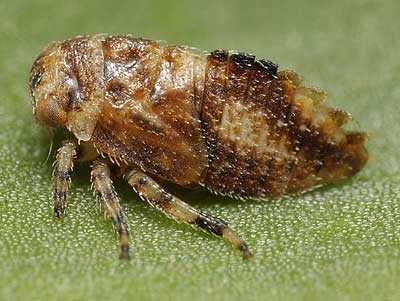 Macropsis megerlei