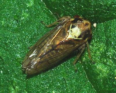 Macropsis scutellata
