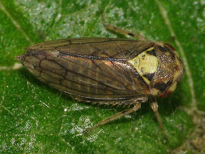Macropsis scutellata
