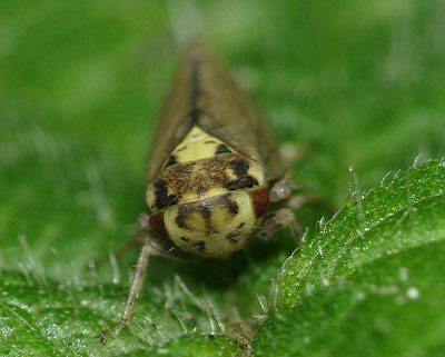 Macropsis scutellata