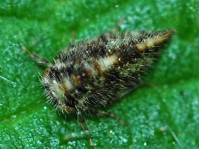 Macropsis scutellata nymph