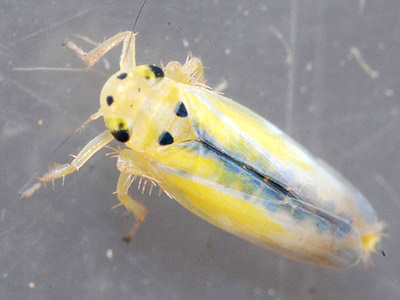 Macrosteles septemnotatus