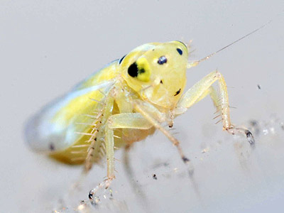 Macrosteles septemnotatus