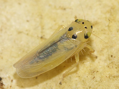 Macrosteles septemnotatus