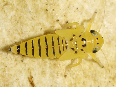 Macrosteles septemnotatus