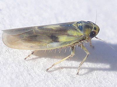 Macrosteles variatus