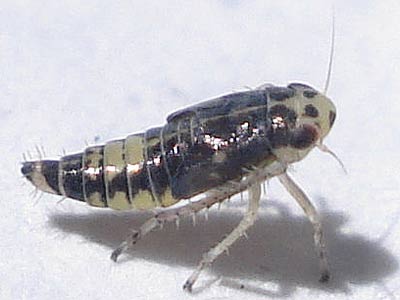 Macrosteles cf. variatus