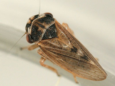 Megopthalmus scabripennis