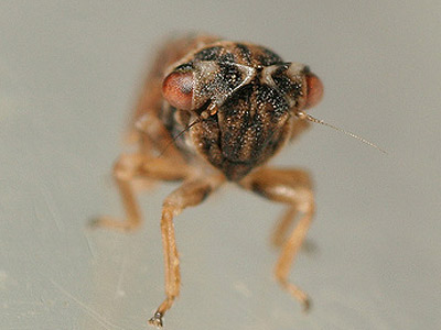 Megopthalmus scabripennis