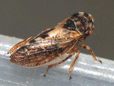 Megopthalmus scabripennis