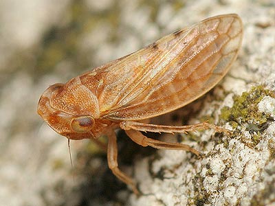 Megopthalmus scabripennis