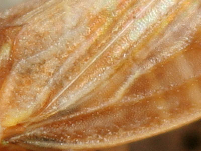Megopthalmus scabripennis