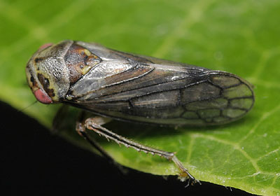 Oncopsis subangulata (m)