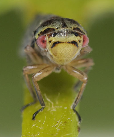 Oncopsis subangulata (m)