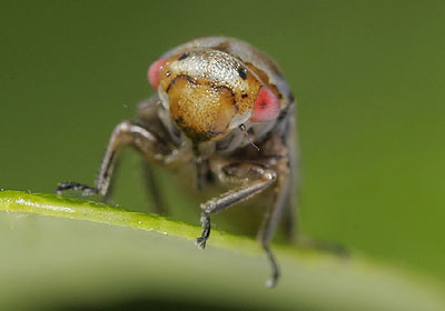 Oncopsis subangulata (f)