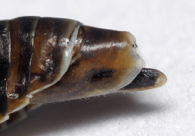 Oncopsis subangulata ovipositor