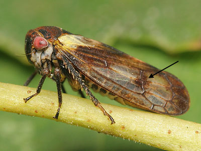 Oncopsis tristis (m)