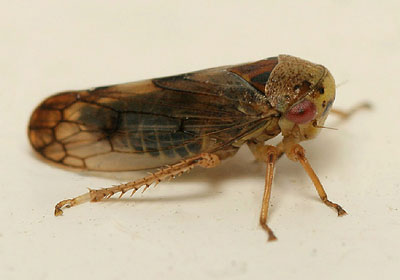 Oncopsis tristis (m)