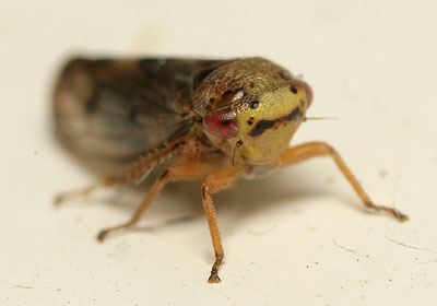 Oncopsis tristis (m)