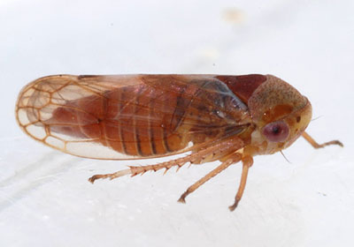 Oncopsis tristis (f)