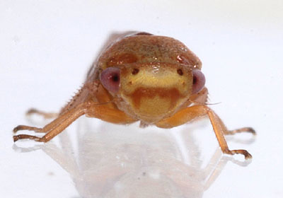 Oncopsis tristis (f)