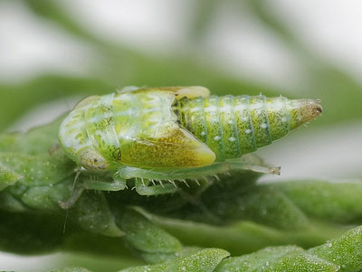 Opsius stactogalus nymph