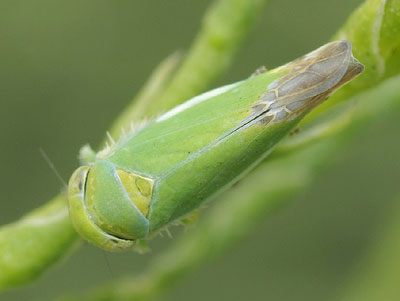 Opsius stactogalus