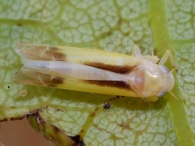 Ossiannilssonola callosa