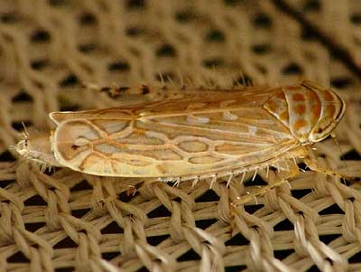 Paralimnus phragmitis