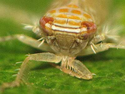 Paralimnus phragmitis