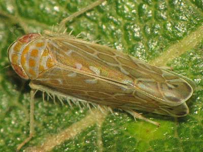 Paralimnus phragmitis