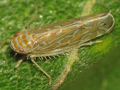 Paralimnus phragmitis
