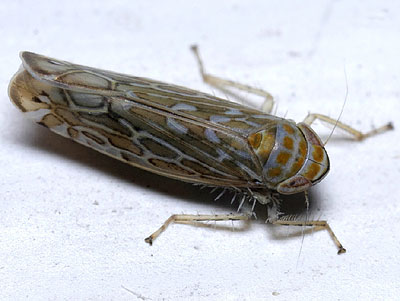 Paralimnus phragmitis