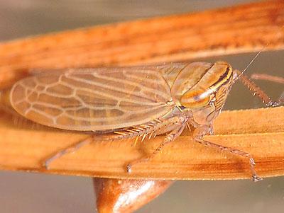 Paramesus obtusifrons