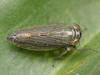 Paramesus obtusifrons