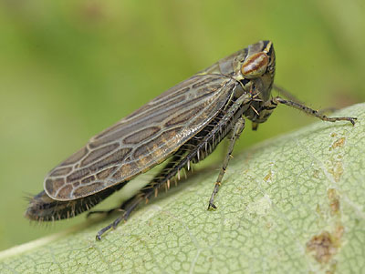Paramesus obtusifrons