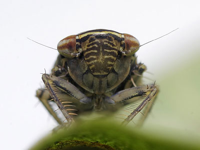 Paramesus obtusifrons