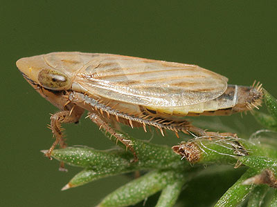 Rhytistylus proceps