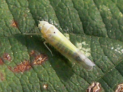 Ribautiana debilis