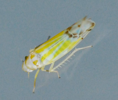 Ribautiana tenerrima