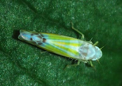 Ribautiana tenerrima